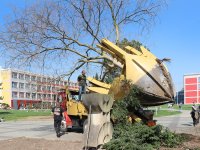 Odborná firma pro přesun využila speciální mechanizaci, při níž se celý strom vyjme a převeze na nové místo.